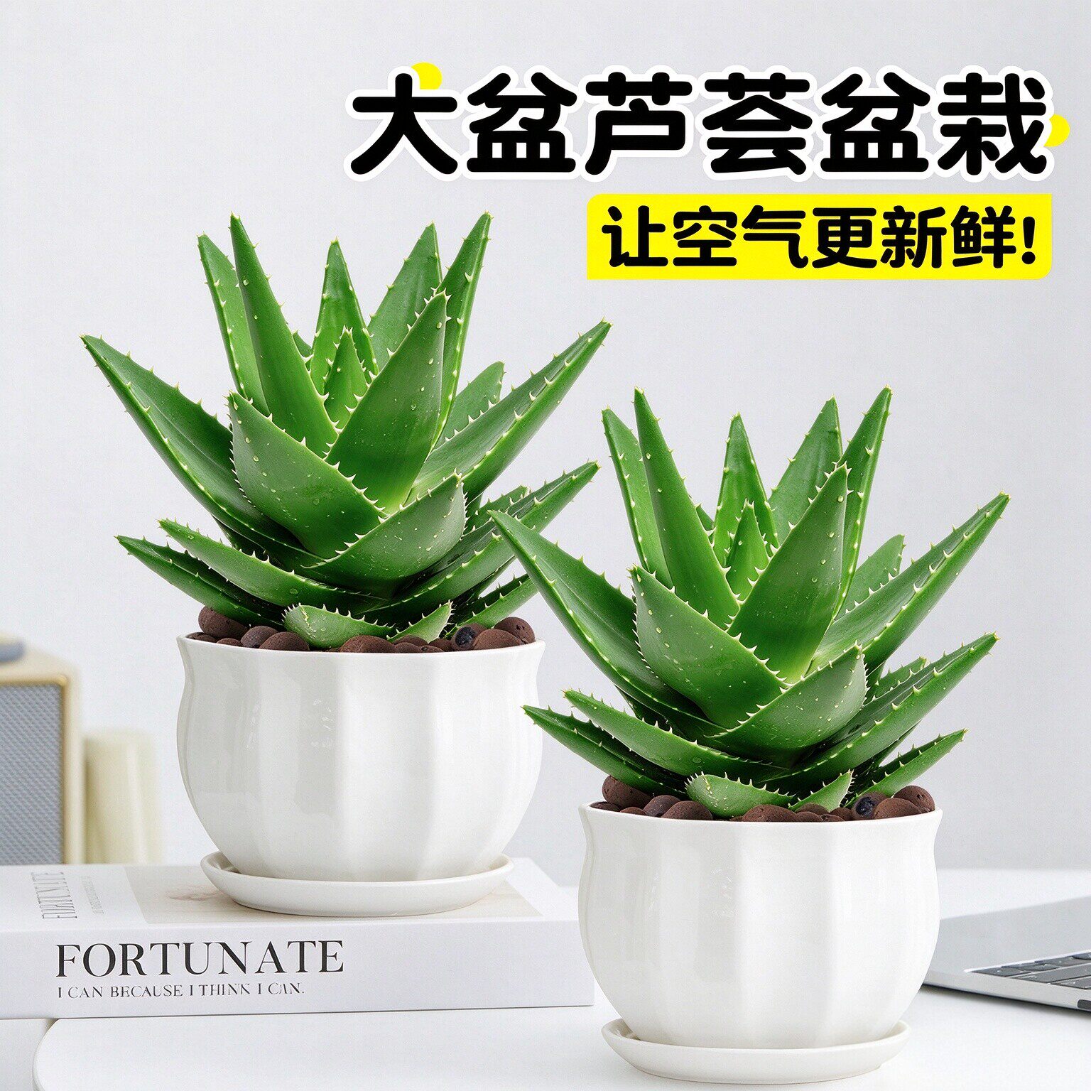 芦荟盆栽不夜城大盆室内净化空气绿植办公室多肉植物四季好养耐旱