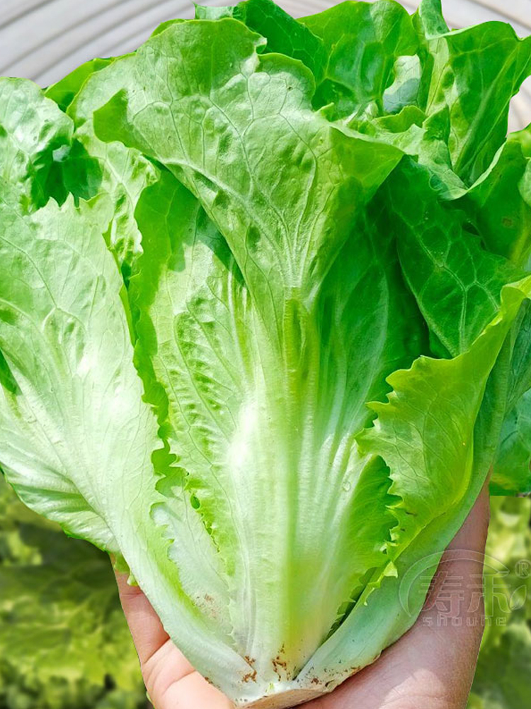 罗马耐抽苔生菜王种子种籽意大利四季籽种蔬菜孑菜籽各种菜子种