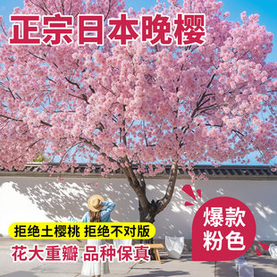 晚樱花树苗庭院大树日本南北方室外种植批发盆栽大型高杆风景树苗