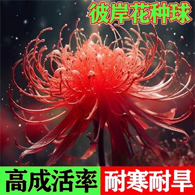 彼岸花种球四季开花好养易活