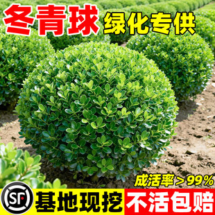 冬青球树苗地栽耐寒植物大叶黄杨球型庭院别墅围墙篱笆树绿化苗木