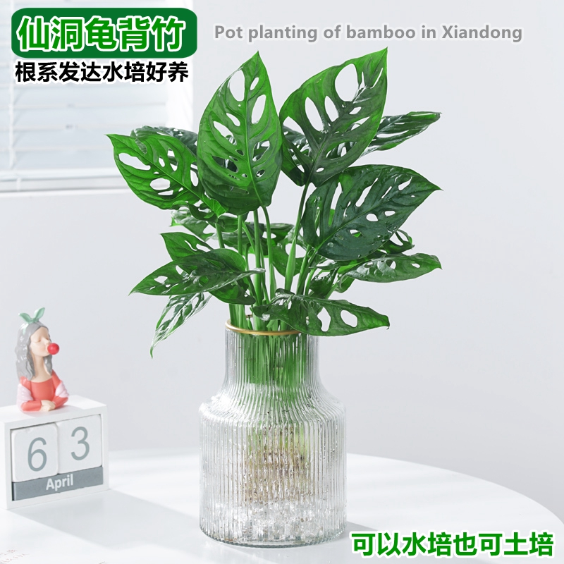 仙洞龟背竹水培植物盆栽竹芋室内花卉绿植净化空气好养桌面植物花-封面