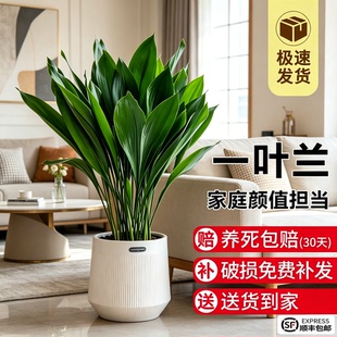 一叶兰盆栽植物室内客厅桌面大叶观叶绿植四季常青懒人花卉好养活