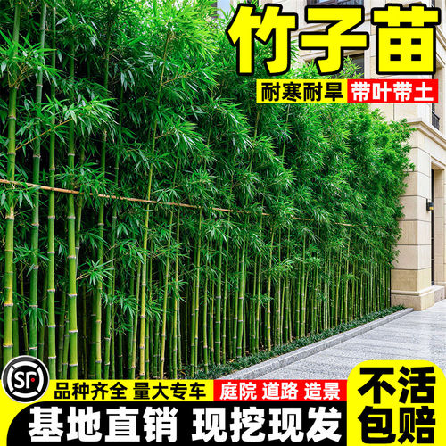 竹子苗盆栽庭院四季常青好养易活