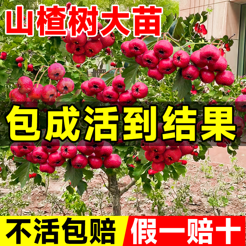 山楂树活苗庭院南北方种植耐寒