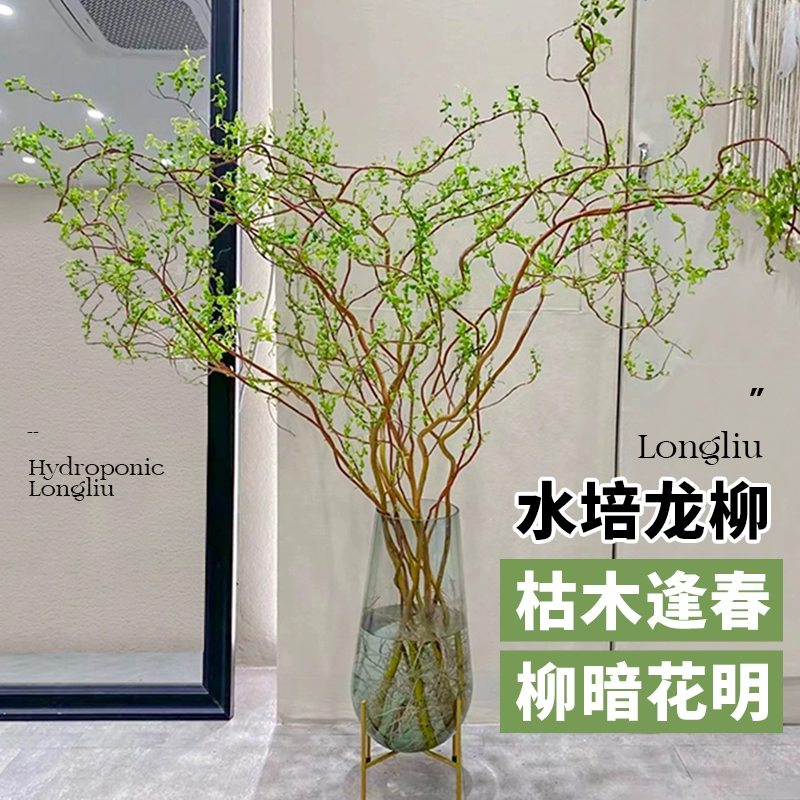龙柳鲜枝干枝支雪柳插花客厅水培植物室内鲜花四季好养活吊钟绿植
