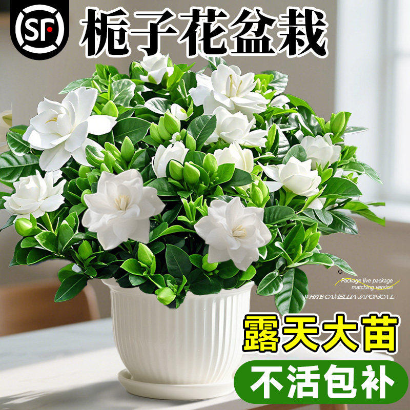 栀子花盆栽四季树苗开花卉带花苞图片