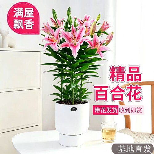 百合花盆栽带花发货基地直发鲜活