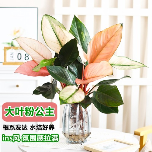 粉公主净化空气吸甲醛干净清爽
