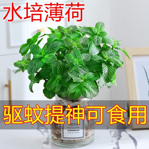 薄荷桌面四季常青驱蚊可食用