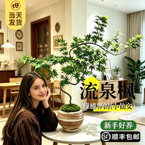 流泉枫盆栽绿植飘逸造型植物盆景