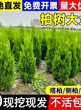 侧柏塔柏松柏树苗四季常青侧柏龙柏扁柏宝塔松苗蜀柏庭院行道树苗