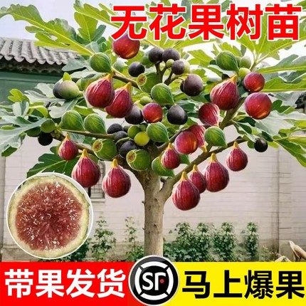 无花果树果苗特大果带果矮化盆栽室内庭院阳台南方北方种植耐寒