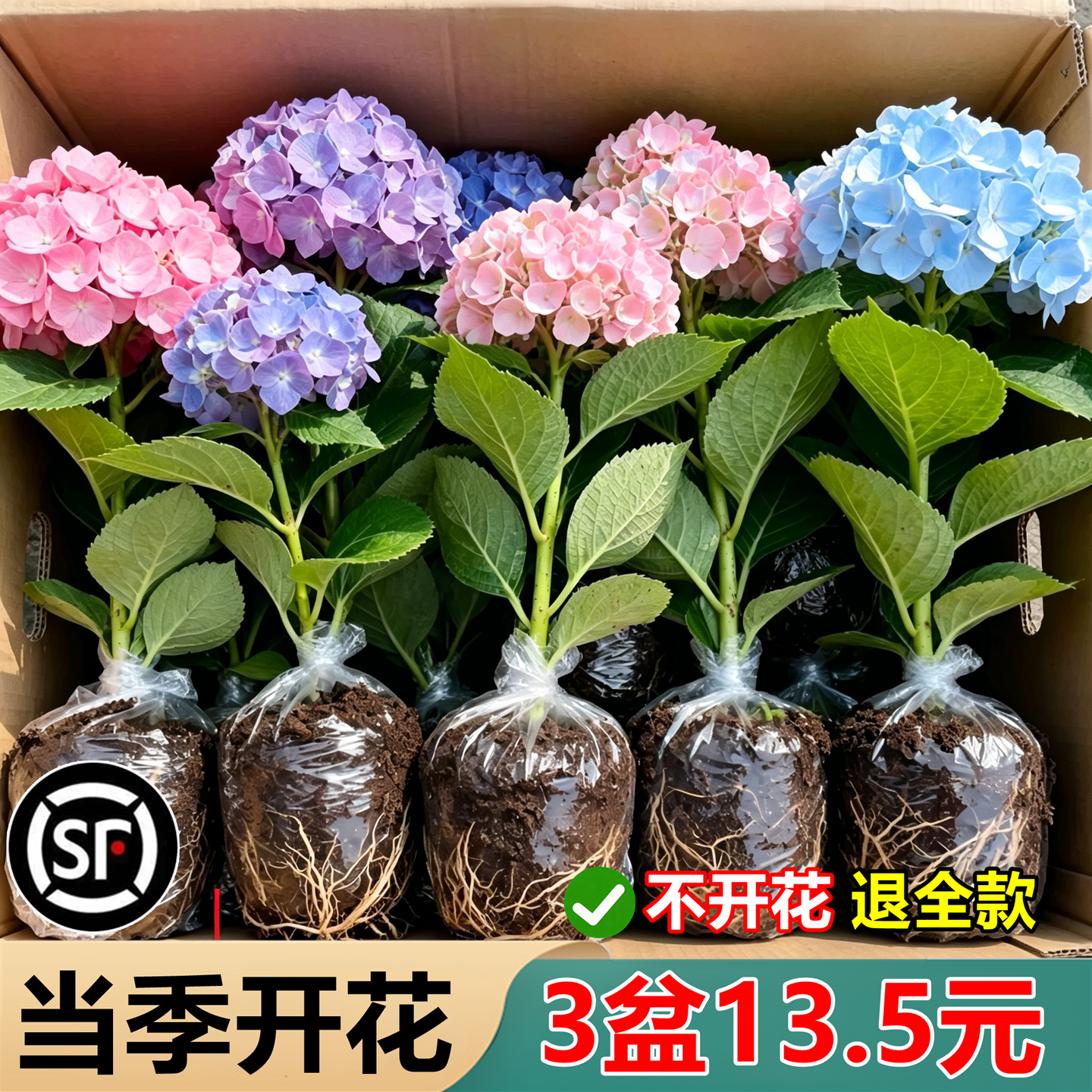绣球花盆栽带花苞无尽夏树苗老桩