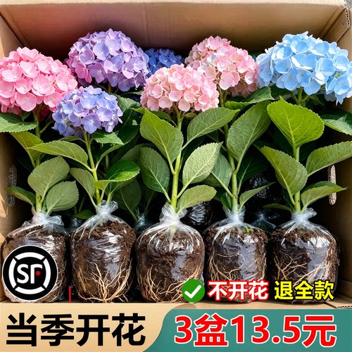 绣球花盆栽带花苞无尽夏树苗老桩