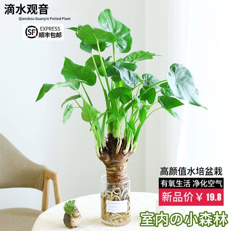 水培植物滴水千手观音春羽龟背竹盆栽室内客厅桌面四季好养绿植