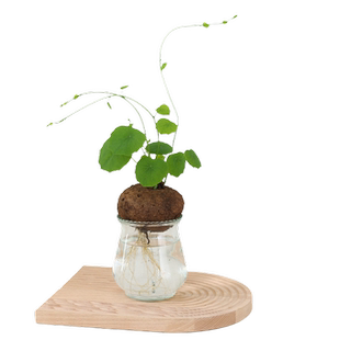水培植物山乌龟爬藤植物金不换红藤圆叶室内盆栽四季好养懒人绿植