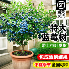 蓝莓树果苗盆栽带果特大号室内阳台南北方庭院地栽花香蓝莓耐寒