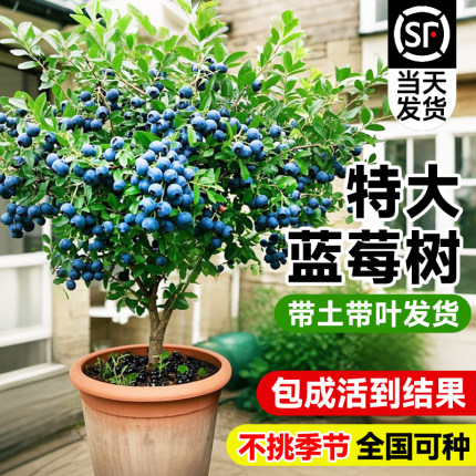 蓝莓树果苗盆栽带果特大号室内阳台南北方庭院地栽花香蓝莓耐寒
