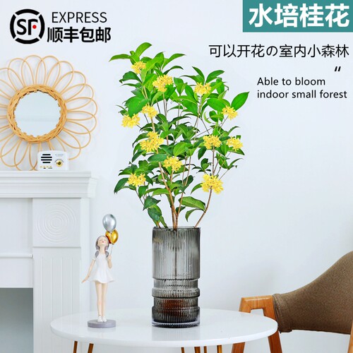 水培植物桂花室内盆栽浓香型花卉