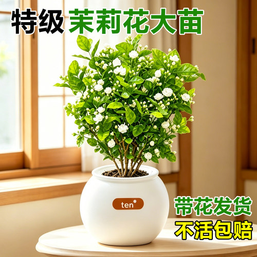 茉莉花盆栽老桩鲜花四季树苗开花