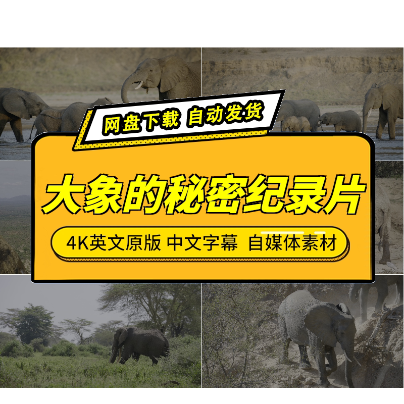 大象的秘密4K高清中字幕素材