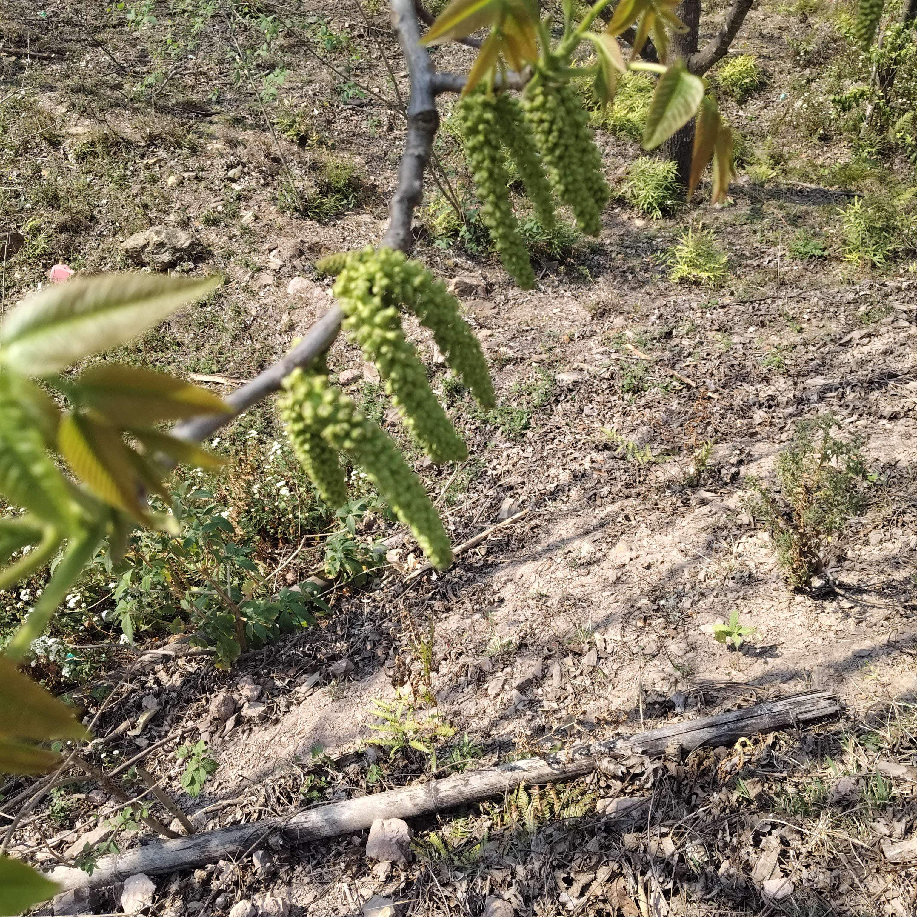 野生核桃花中药材 药用带籽籽新鲜当季 核桃花 山核桃花