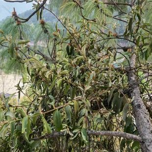 云南山区农村正宗松树寄生草野生寄生茶可下单现采鲜货包邮