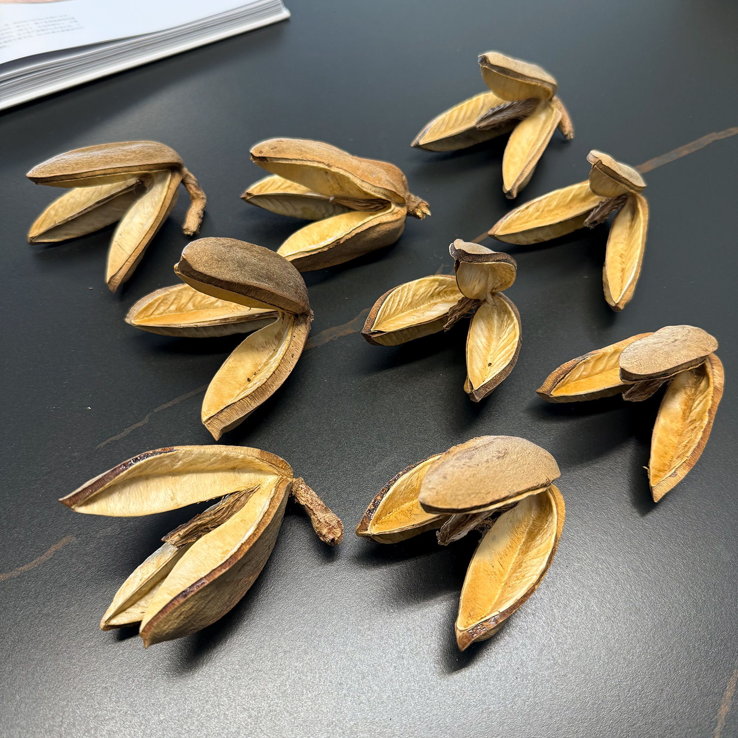 三叉戟花天然进口植物果实果壳