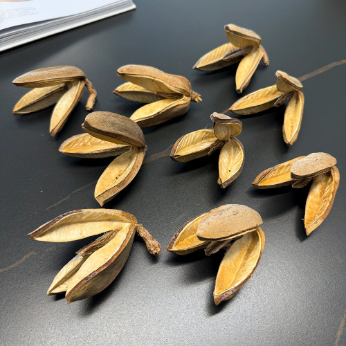 三叉戟花天然进口植物果实果壳