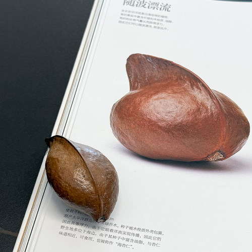 天然银叶树果实奥特蛋饺子