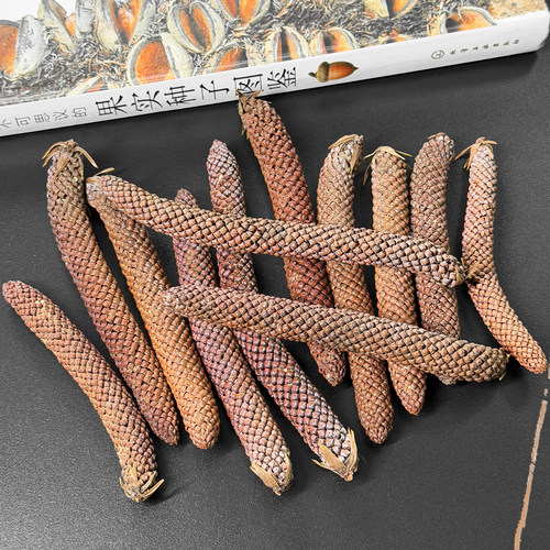 天然南洋杉大叶雄花干花摆件
