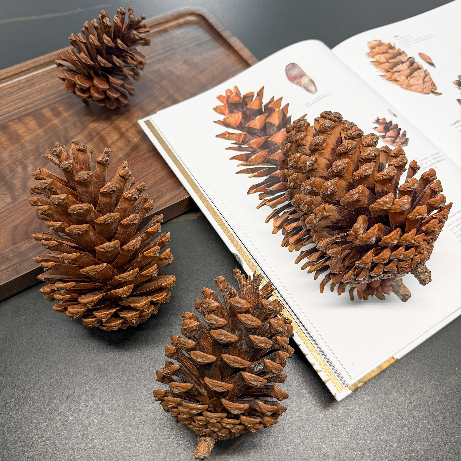 天然美国松超大号松塔松果幼儿园diy手工材料干果圣诞装饰摆件,家居饰品,干花/花瓣/干花包/干树枝,淘宝优惠券,粉丝福利购,淘宝优惠卷