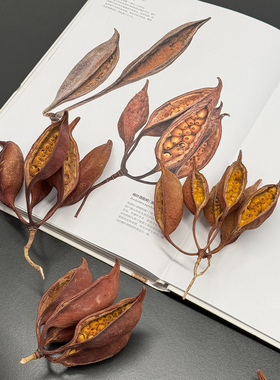 开口角天然植物果壳杨叶酒瓶树木复古装饰手工diy材料氛围感摆件