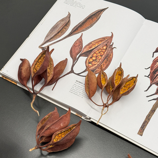 开口角天然植物果壳杨叶酒瓶树木复古装饰手工diy材料氛围感摆件