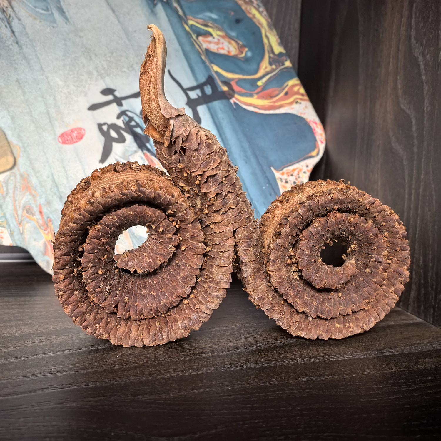 羊角环进口真植物干花装饰插花家居摆件天然植物相框装饰diy礼物,家居饰品,干花/花瓣/干花包/干树枝,淘宝优惠券,粉丝福利购,淘宝优惠卷