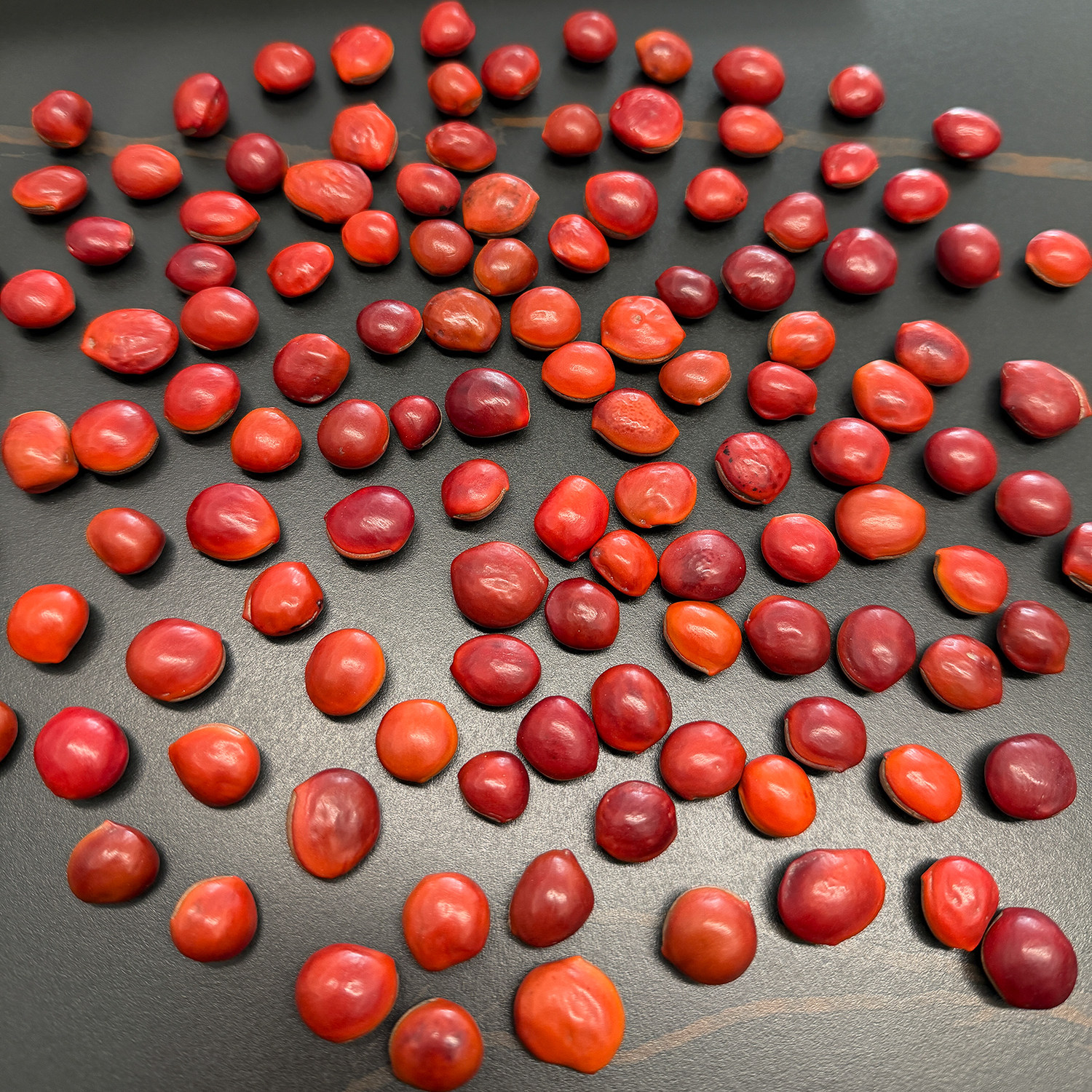 红木鱼果天然植物种子串珠材料