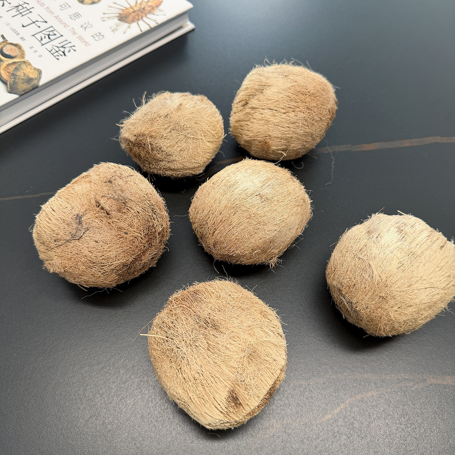 棕榈科天然糖棕果毛果未打磨