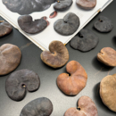 天然象耳豆植物种子豆科类小众diy标本装 饰画扭果豆臭臭豆可收藏