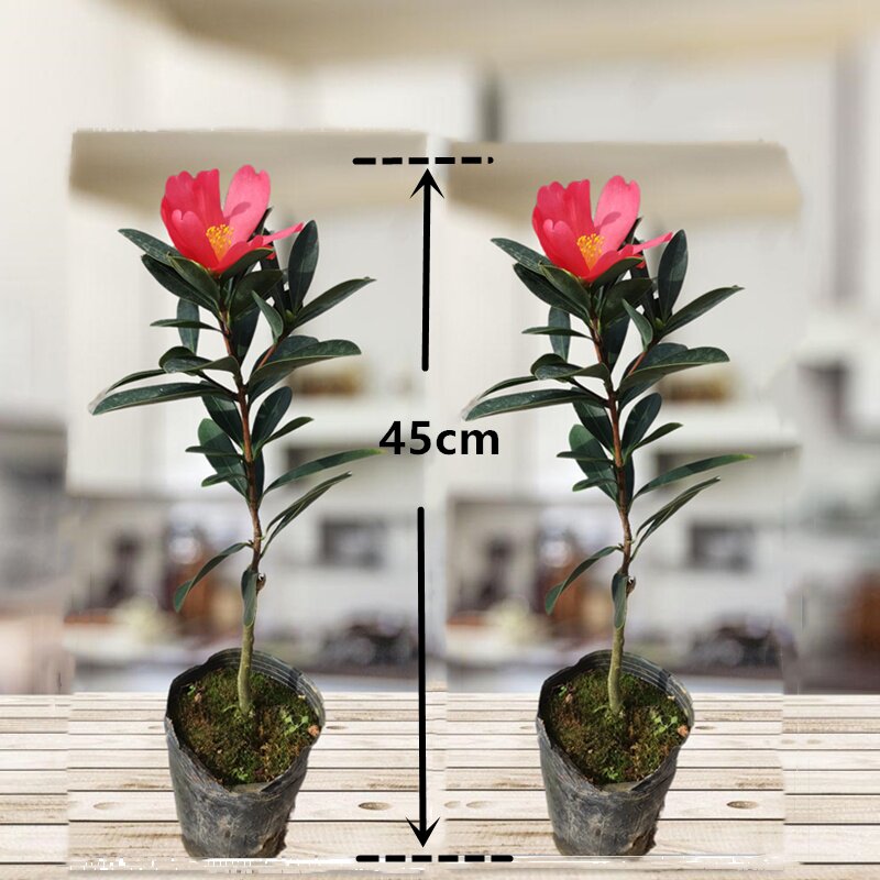 新品四季杜鹃茶花四季开q花室内庭院花卉盆栽易养活阳台红山茶苗