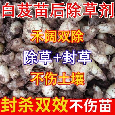 白芨专用除草不伤土壤烂根剂一扫光除草神器香付子除草专杀除草济