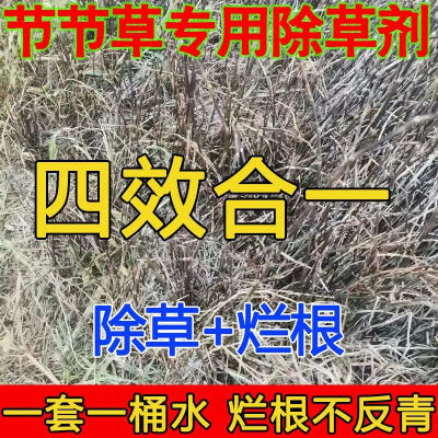 节节草除草剂木贼笔管筒草克星节节草克星除草烂根剂专杀笔管草