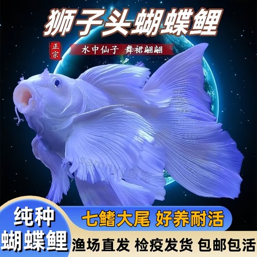 台湾蝴蝶鲤纯种锦鲤鱼冷水观赏鱼