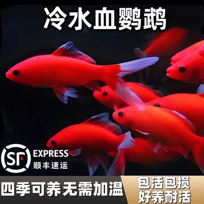 冷水鹦鹉鱼长尾观赏鱼淡水锦鲤鱼