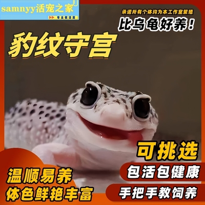 豹纹守宫蜥蜴好养网红宠物爬宠