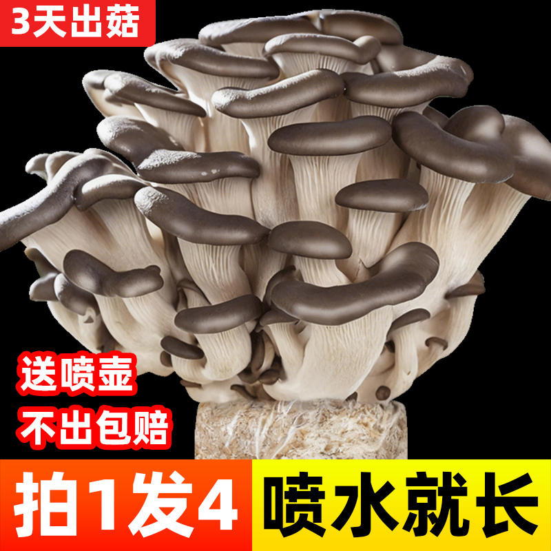 可食用蘑菇菌包家庭种植包