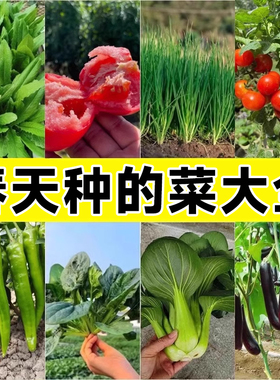 春播蔬菜种子香菜种子种籽菠菜生菜番茄辣椒种子菜籽种大全四季
