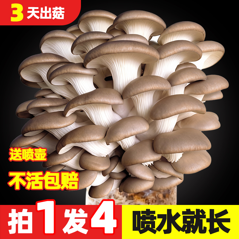 可食用蘑菇菌包家庭种植包