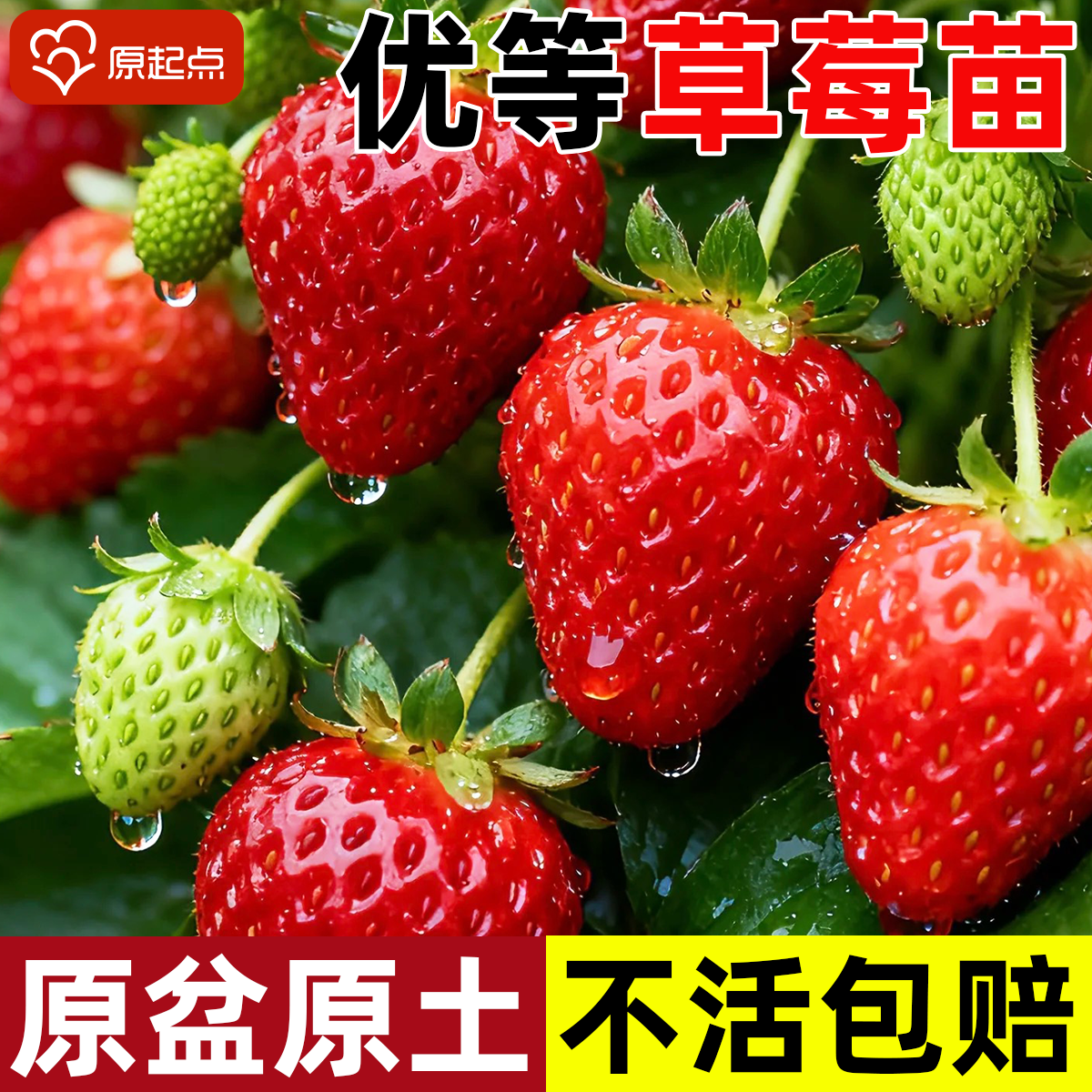 奶油草莓苗秧带果四季结果特大号红颜玄玉丹东99新草莓苗阳台盆栽,鲜花速递/花卉仿真/绿植园艺,种苗/半成品盆栽,淘宝优惠券,粉丝福利购,淘宝优惠卷