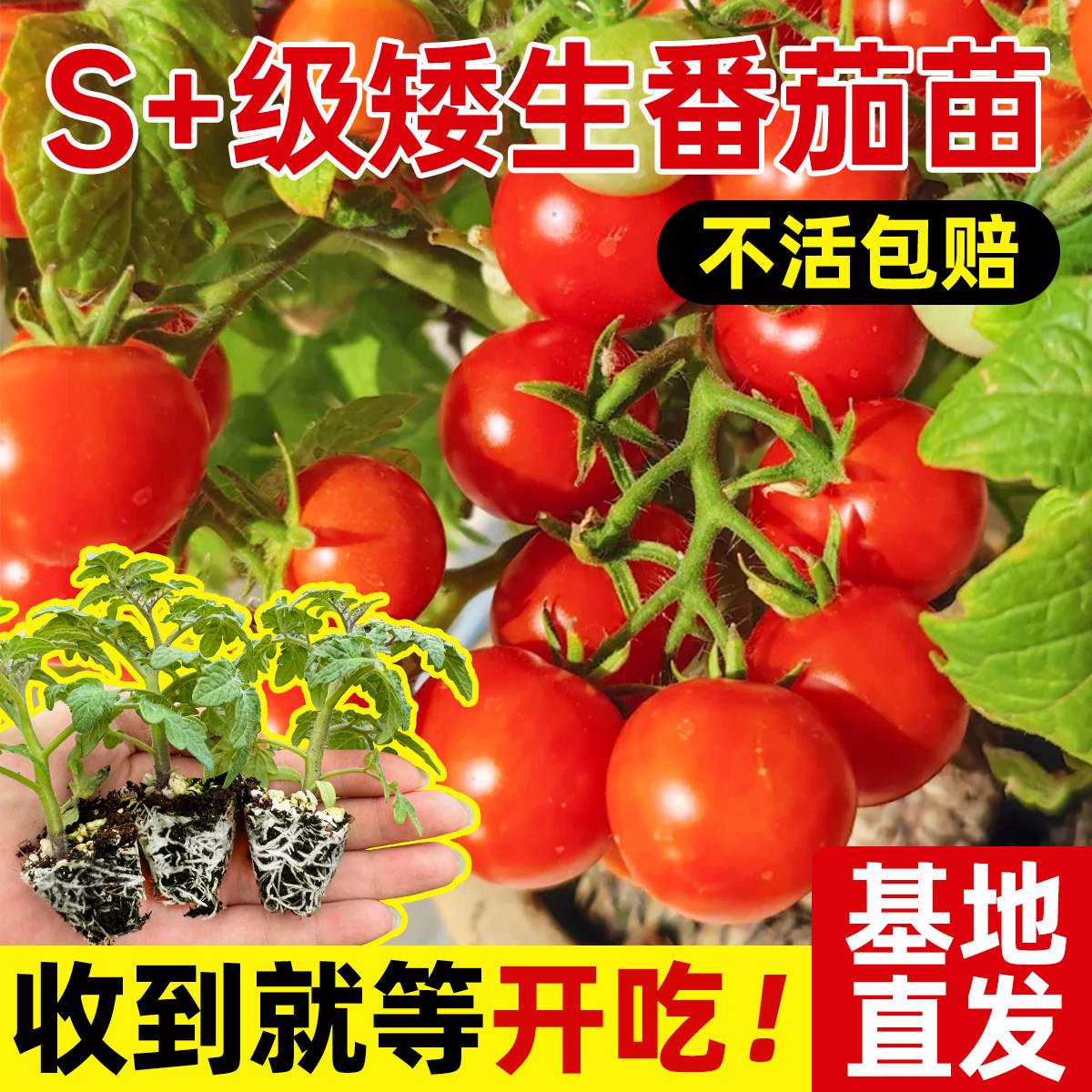 四季矮生番茄苗水果盆栽千禧种子阳台圣女果西红柿种籽草莓苗秧,鲜花速递/花卉仿真/绿植园艺,种苗/半成品盆栽,淘宝优惠券,粉丝福利购,淘宝优惠卷